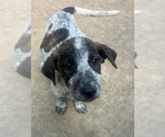 Small Australian Shepherd Mix