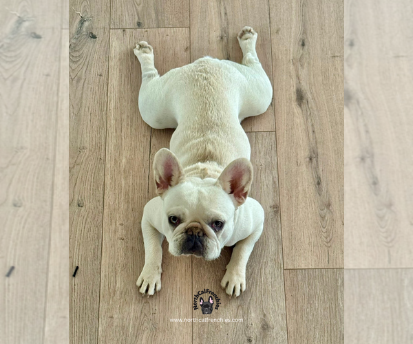 Medium Photo #4 French Bulldog Puppy For Sale in SACRAMENTO, CA, USA