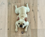 Small #3 French Bulldog