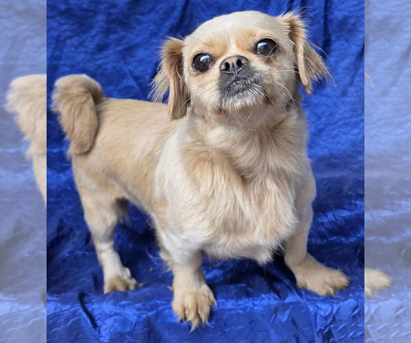 Medium Photo #3 Pekingese-Unknown Mix Puppy For Sale in Cuba, NY, USA