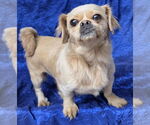 Small #2 Pekingese Mix
