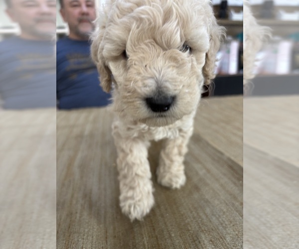 Medium Photo #9 Poodle (Miniature) Puppy For Sale in EAST AMHERST, NY, USA