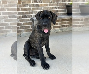 Cane Corso Puppy for sale in WEATHERFORD, TX, USA