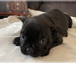 Small Photo #7 French Bulldog Puppy For Sale in JOHNS ISLAND, SC, USA