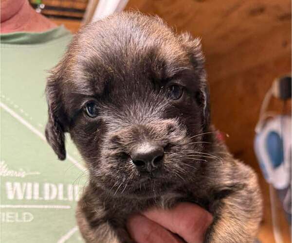 Medium Photo #2 Golden Retriever-Unknown Mix Puppy For Sale in Bolivar, MO, USA