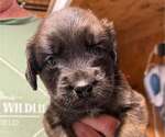 Small #1 Golden Retriever Mix
