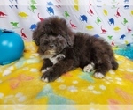 Small Photo #1 Bernedoodle Puppy For Sale in BLACK FOREST, CO, USA