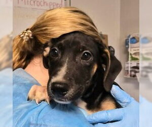 Mutt Dogs for adoption in Bolivar, MO, USA