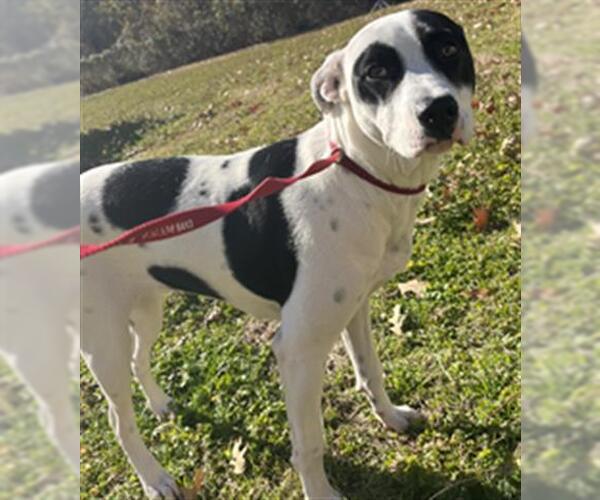 Medium Photo #1 Border Collie-Unknown Mix Puppy For Sale in Lufkin, TX, USA