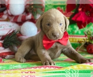 Labrador Retriever Puppy for sale in LANCASTER, PA, USA