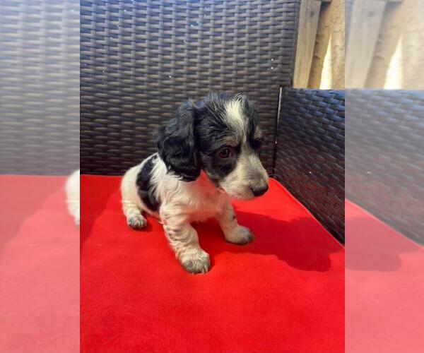 Medium Photo #2 Dachshund Puppy For Sale in PASO ROBLES, CA, USA