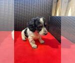Small #1 Dachshund
