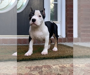 American Bully Puppy for sale in ELLENWOOD, GA, USA