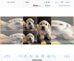 Puppy Puppy 2 Labrador Retriever