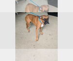 Small #1 Boxer