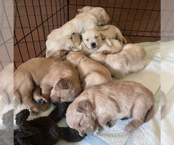Medium Photo #1 Golden Retriever Puppy For Sale in SAN MARCOS, TX, USA