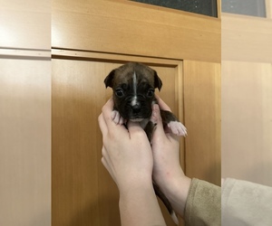 Boxer Dog for Adoption in Chilliwack, British Columbia Canada