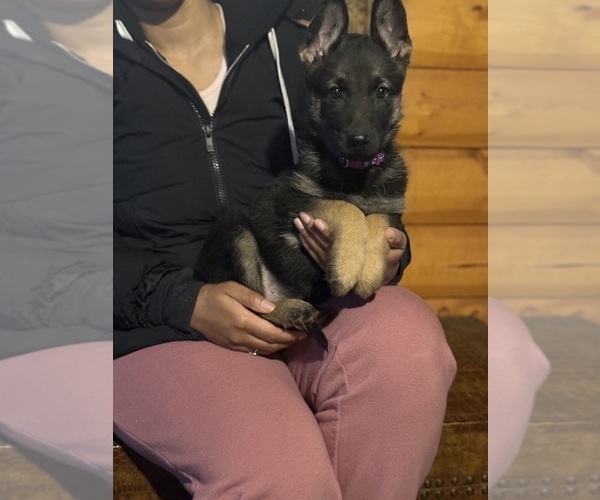 Medium Photo #3 German Shepherd Dog Puppy For Sale in SUMPTER TWP, MI, USA