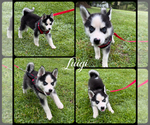 Small #1 Pomsky