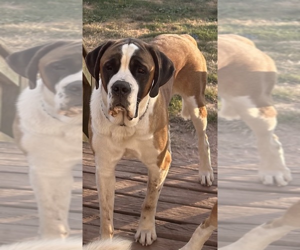 Medium Photo #1 Saint Bernard Puppy For Sale in CAPON BRIDGE, WV, USA