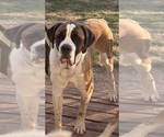 Small Photo #1 Saint Bernard Puppy For Sale in CAPON BRIDGE, WV, USA