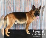 Small Photo #1 German Shepherd Dog Puppy For Sale in Conroe, TX, USA
