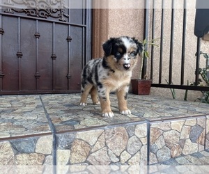 Australian Shepherd Puppy for sale in LOS ANGELES, CA, USA