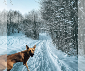 German Shepherd Dog Dogs for adoption in garner, NC, USA