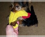 Small Photo #4 Morkie Puppy For Sale in CHICKASHA, OK, USA
