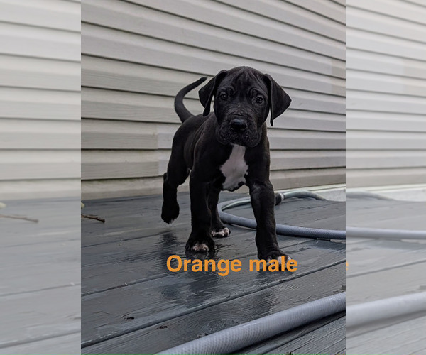 Medium Photo #4 Great Dane Puppy For Sale in WALNUT GROVE, MO, USA