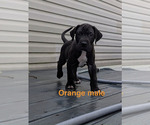 Small #3 Great Dane