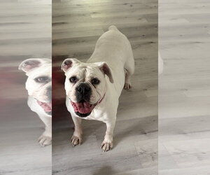 Bulldog Dogs for adoption in Sanford, FL, USA
