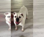 Small Bulldog