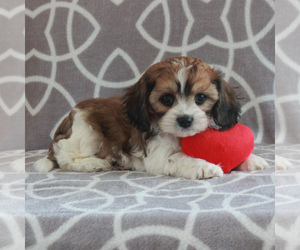 Cavachon Puppy for sale in GORDONVILLE, PA, USA