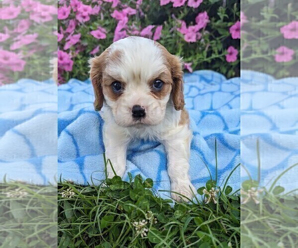 Medium Photo #5 Cavalier King Charles Spaniel Puppy For Sale in DUNNVILLE, KY, USA
