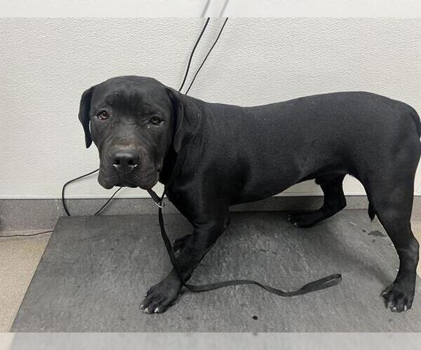 Medium Photo #1 Mutt Puppy For Sale in HESPERIA, CA, USA