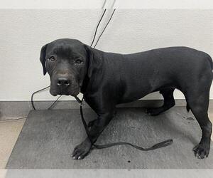 Mutt Dogs for adoption in HESPERIA, CA, USA