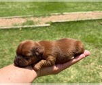 Small #2 Yorkshire Terrier