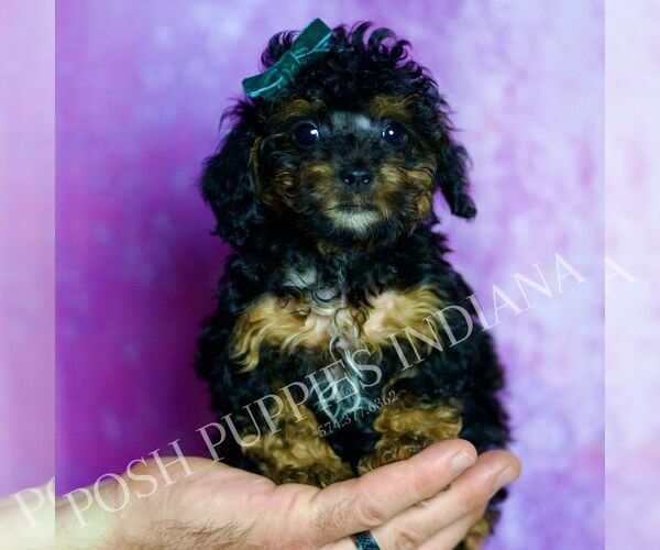 Medium Photo #19 Poodle (Toy) Puppy For Sale in WARSAW, IN, USA