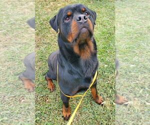 Rottweiler Dogs for adoption in Hillsboro, NH, USA