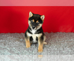 Puppy Alex Shiba Inu