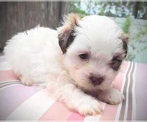 Maltipoo-Shih Tzu Mix Puppy for sale in PALM COAST, FL, USA