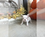 Small #11 French Bulldog