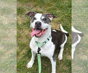 American Pit Bull Terrier-Unknown Mix Dogs for adoption in Millersville, MD, USA