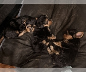 Yorkshire Terrier Litter for sale in BENNINGTON, IN, USA
