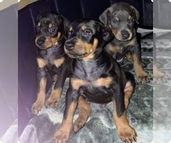 Medium Photo #2 Doberman Pinscher Puppy For Sale in CARLINVILLE, IL, USA