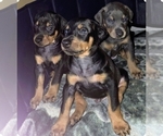 Small #1 Doberman Pinscher