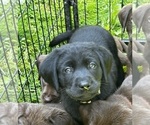 Small #3 Labrador Retriever