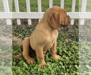 Dogue de Bordeaux Puppy for sale in BEECHER CITY, IL, USA