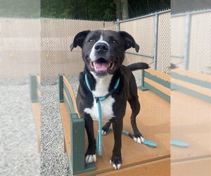 American Staffordshire Terrier Dogs for adoption in Palmetto, FL, USA